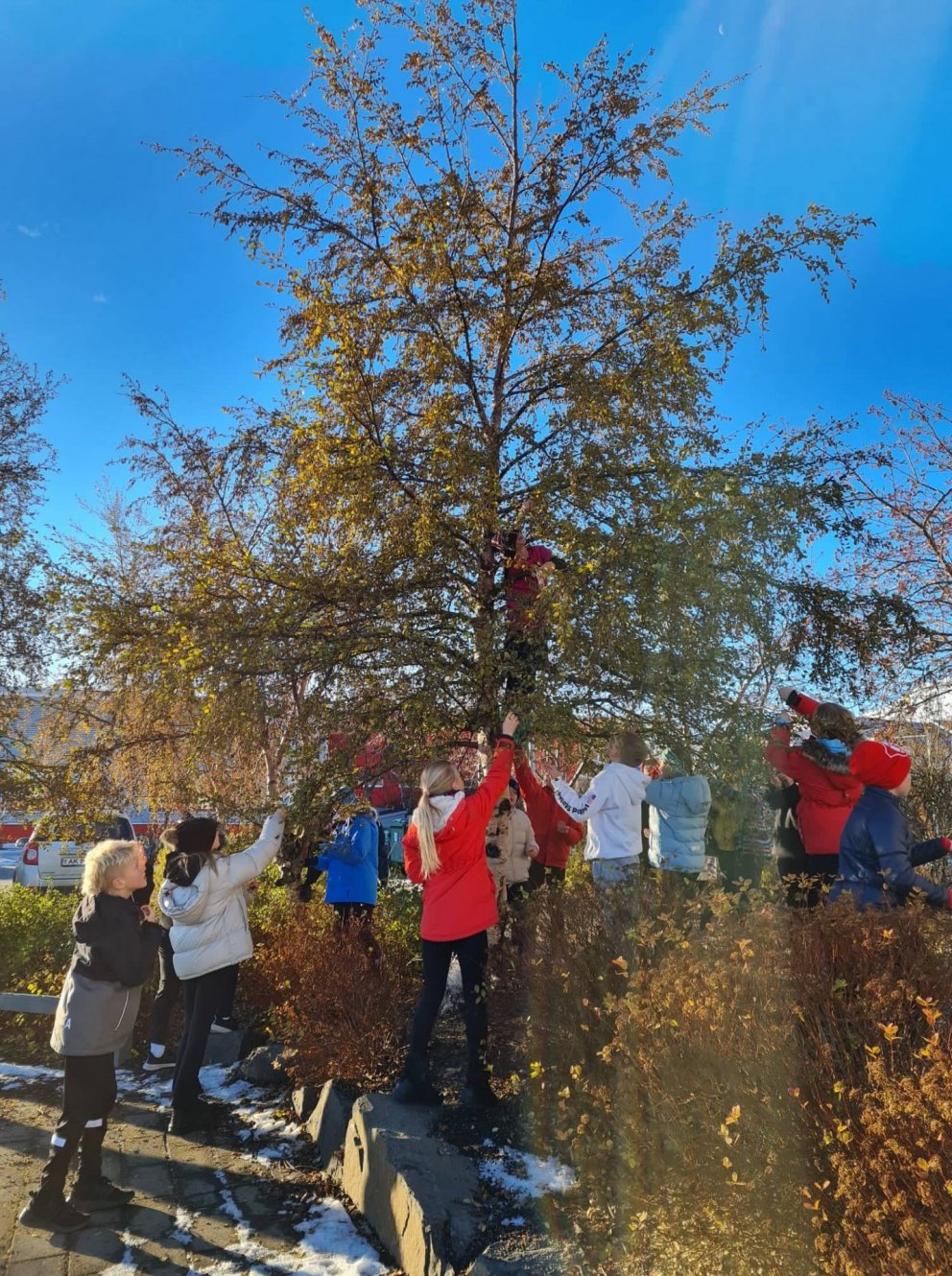 5. bekkur safnar birkifræjum vegna landsátaks í söfnun og sáningu birkifræs