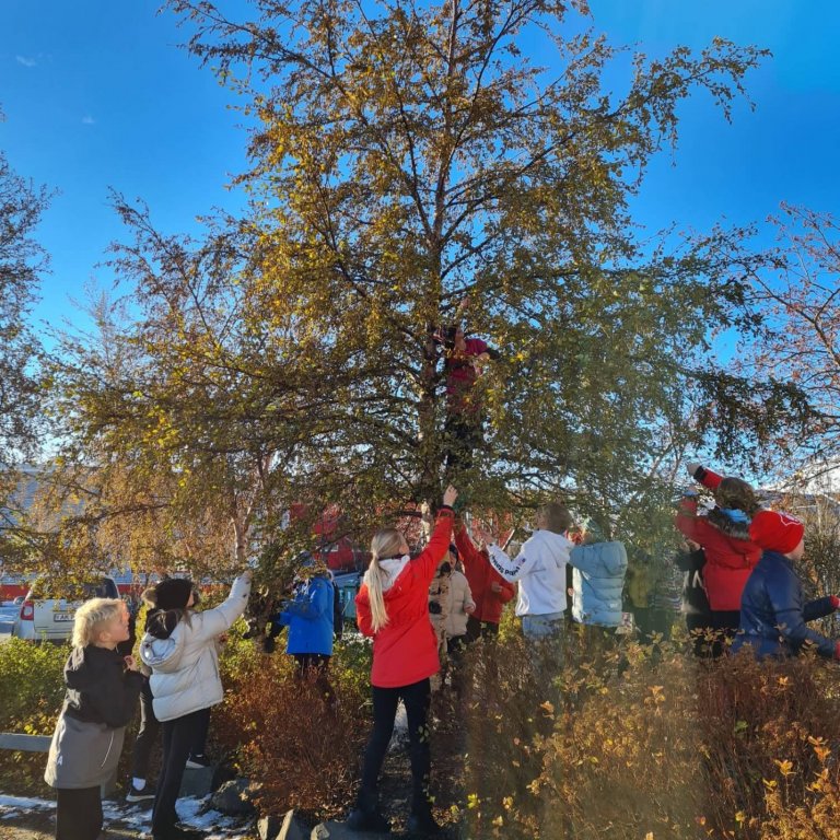 5. bekkur safnar birkifræjum vegna landsátaks í söfnun og sáningu birkifræs